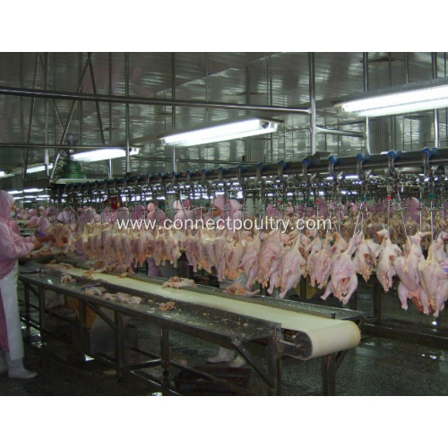 poultry processing line of belt conveyor